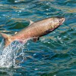 Imperdiet Accumsan Sitamet Nulla