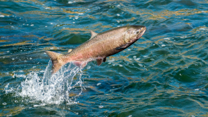 Läs mer om artikeln Imperdiet Accumsan Sitamet Nulla