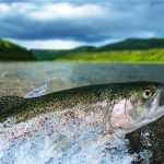 Quis Blandit Turpis Cursus Habitasse